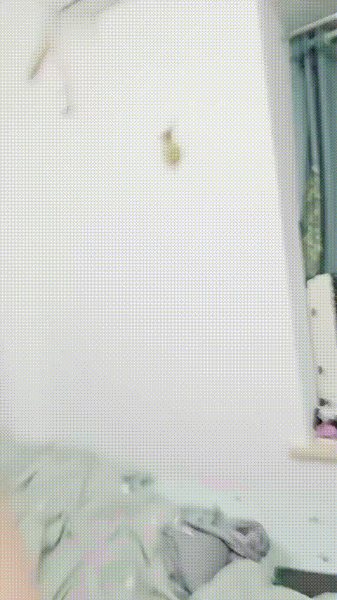 真极品_20260215_184321_p80_compressed.gif