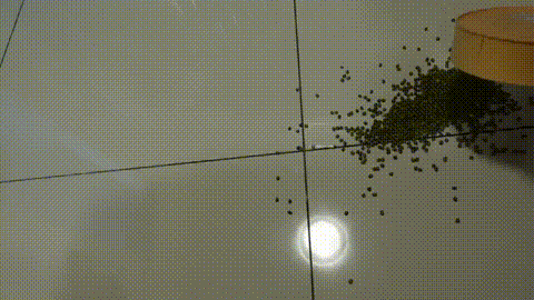 奴隶物语  小小Q 绿豆夹子篇 4-膝蓋撿綠豆_p5.gif