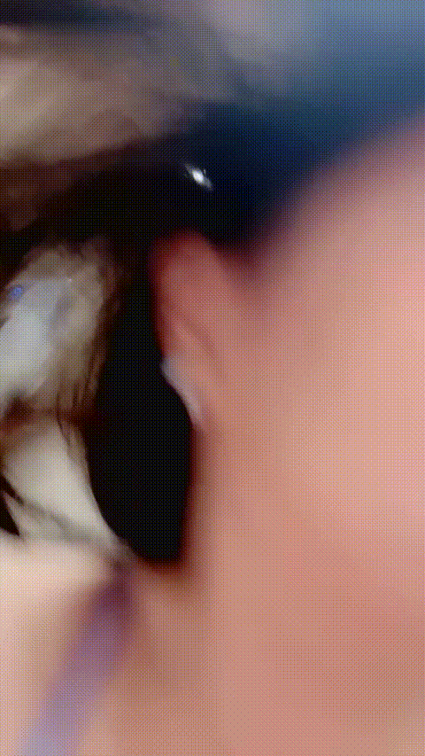 宝宝喔_20260211_144902_p60_compressed.gif