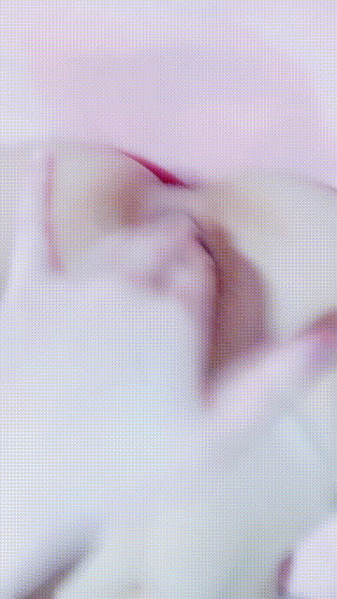 把你吃掉 - 喷水萝莉 视频合集10部 (1)_p80_compressed.gif