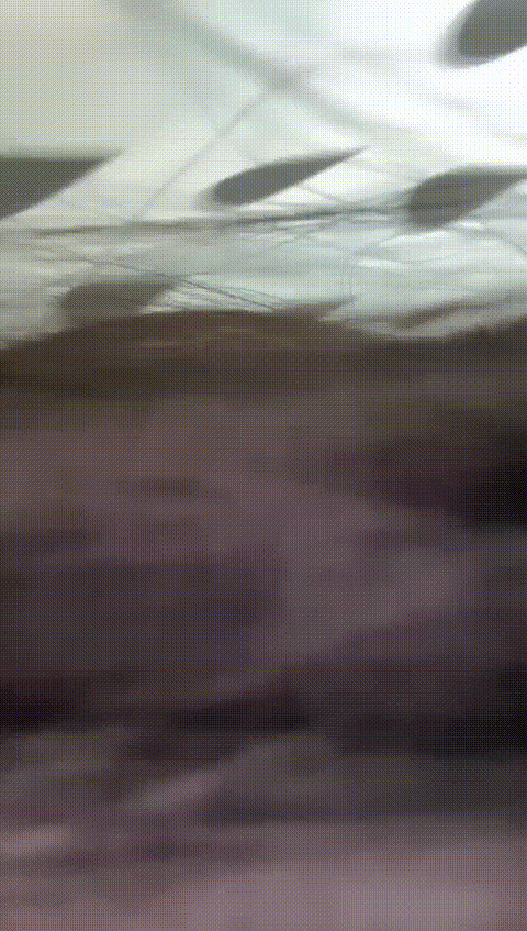 IMG_5801_p40_compressed.gif