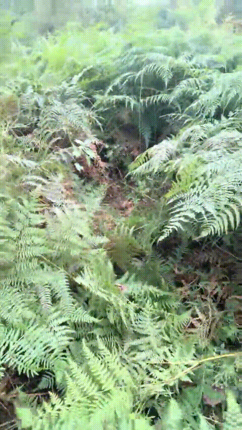 爱液随风起_农村大学生主播_户外喷水直播合集27部_22_p80_compressed.gif