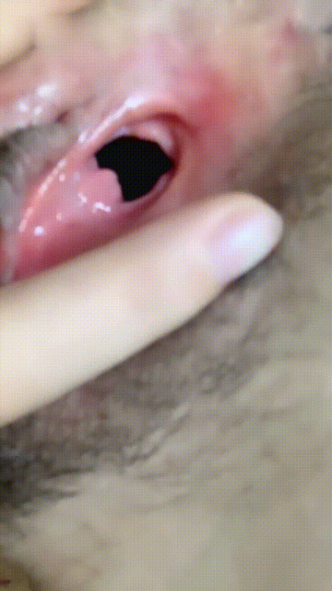 雯雯舌头很灵活_20260215_103127_p80_compressed.gif