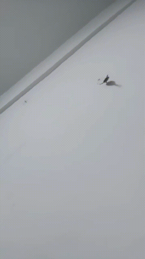 宝贝_伤心小美_20260209_160907_p40.gif