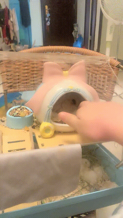 VID_20230906_042553_104_p80_compressed.gif