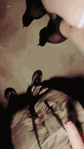 4_compressed.gif