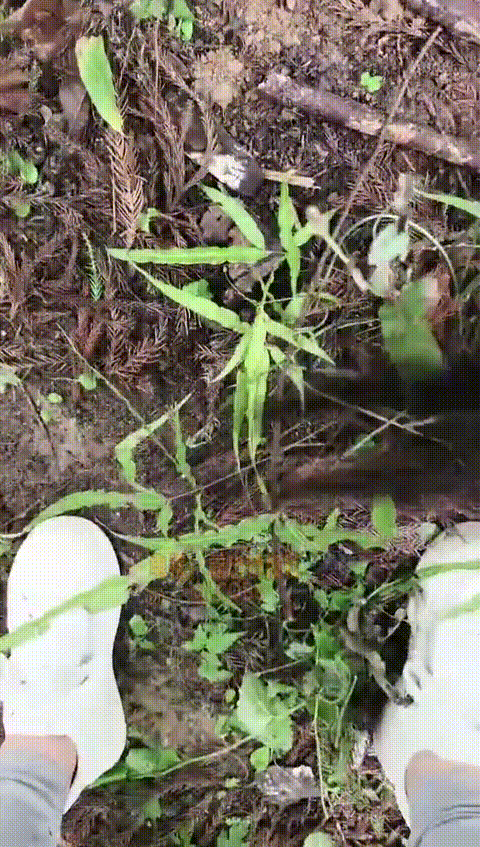 户外吸精 (10)244_p80_compressed_compressed.gif