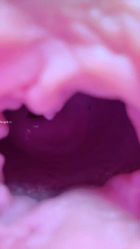 极品无底洞【天真淘气包】母狗御姐 大长腿肥臀粉嫩逼逼 吊钟大奶 黑丝高跟 丝袜塞逼 .gif