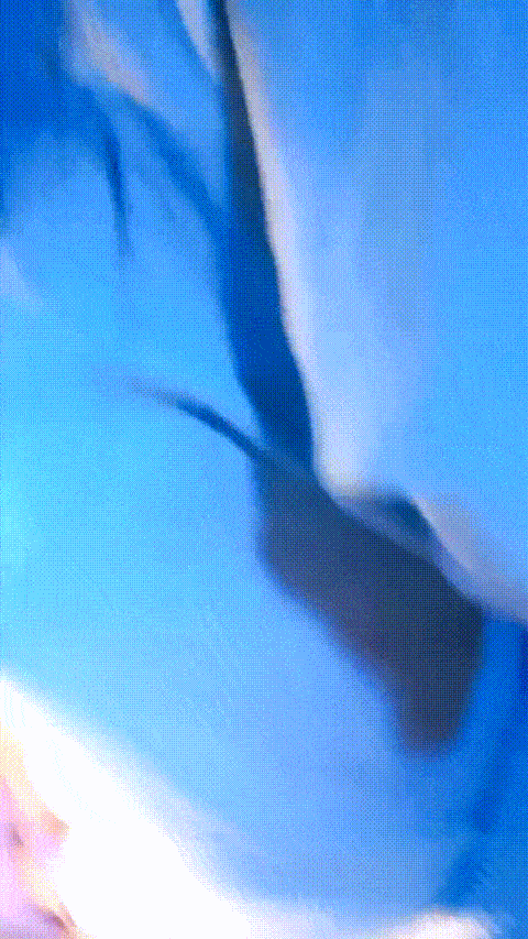 最美翘臀女神 宅男杀【唐泽雪乔西】身材火辣 奶子圆圆 圆臀很翘 一线天 道具自慰 (3)_.gif