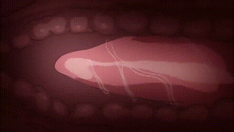OVA_おしゃぶりアナウンサー1_魔法のザーメン_中文字幕_p40.gif