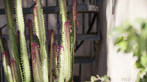 Long Time, No Stalk_p5.gif
