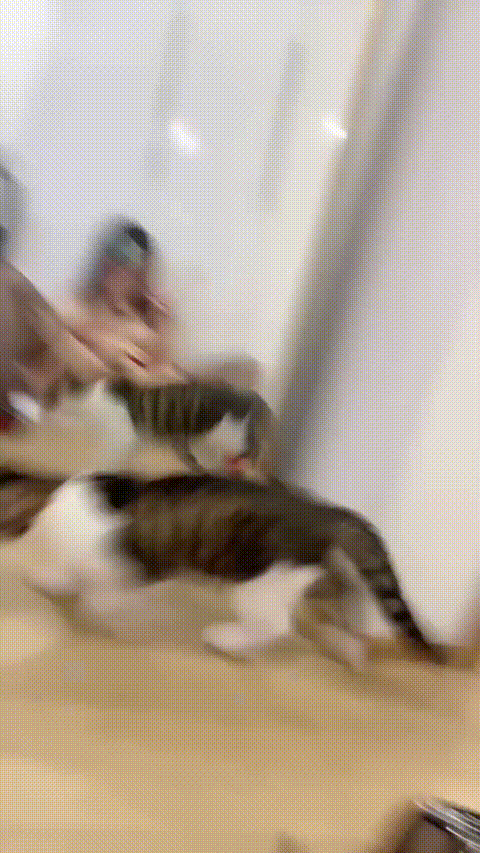 仙鹤1128_妮可_20260209_114519_p20_compressed.gif