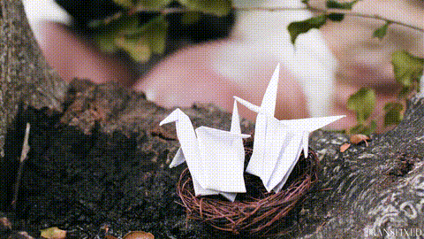 Bird Watching_p5.gif