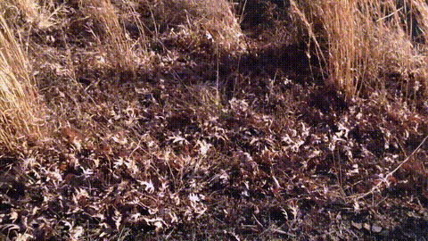 I Love recording Don Whoe Fucking HOT New Sluts Lisa Rivera_p5.gif