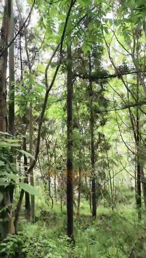 户外吸精 (10)244_p5_compressed_compressed.gif
