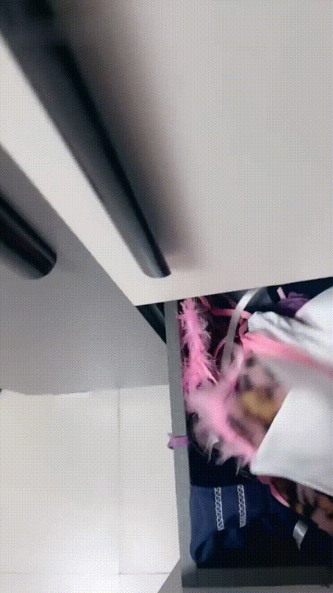 小梦梦_20260215_210948_p60_compressed.gif