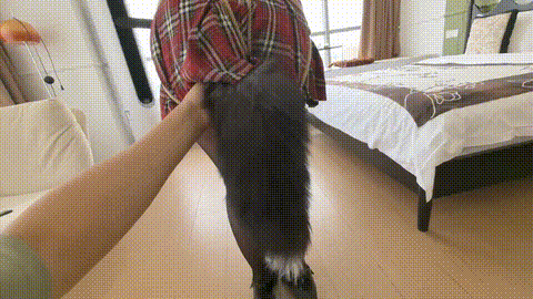 SM-次元 纯享至臻 超强度TJ 贞操锁锁定内置震动 狐尾gang塞 极限电击 爆撕黑丝 SP 欧.gif