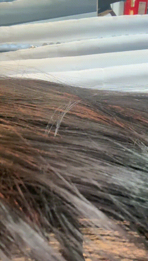 IMG_5814_p80_compressed.gif