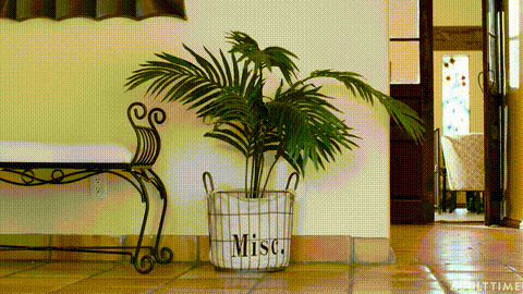 Shameless Neighbor_p5.gif