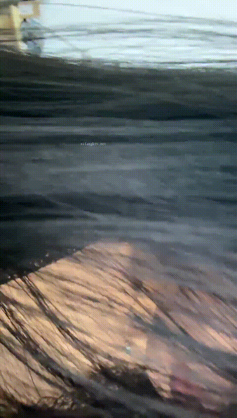 #Pussy_9o98c_p60_compressed.gif